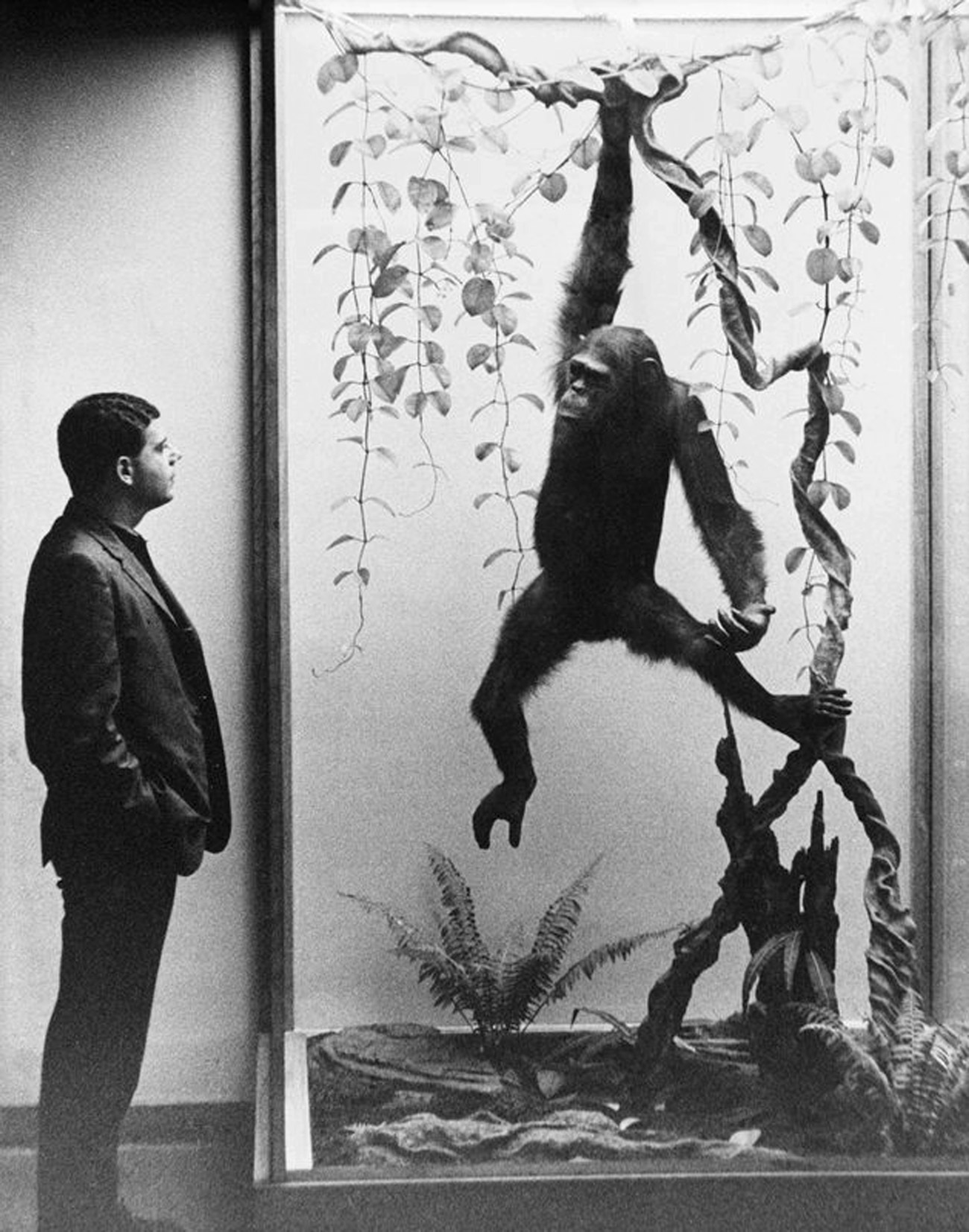 Alex J. Rota, « Visitor viewing siamang exhibit, Hall of Primates, 1965 », American Museum of Natural History Library.