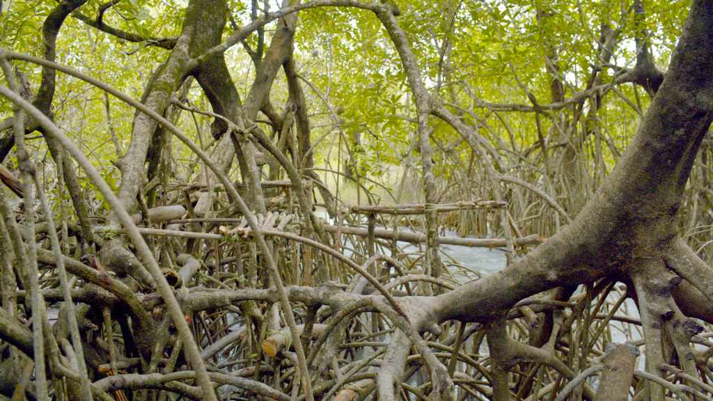 Still from Skola di Tarafe [Mangrove School]. Sónia Vaz Borges and Filipa César et all, 2021.